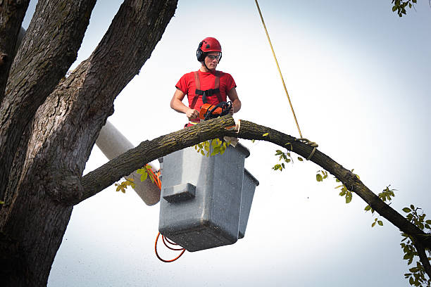 Trusted Juno Beach, FL Tree Care Services Experts