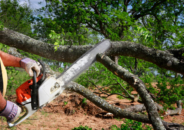 Best Lawn Grading and Leveling  in Juno Beach, FL